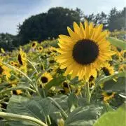 ✿❀ひまわり✿❀の画像