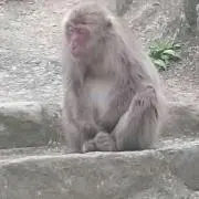 かびごん