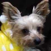 ひでこ