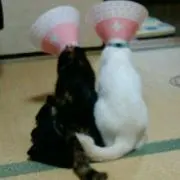 あくあ