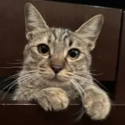 金子直の画像