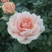 shioの画像