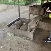 ISCOの画像