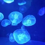 ミラレタの画像