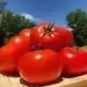 tomatoの画像