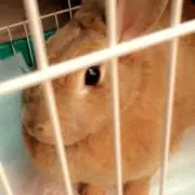 マロン