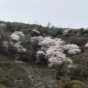Jomoya4520