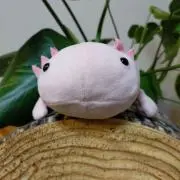ぱなの画像