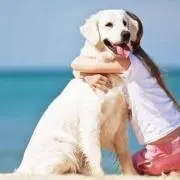 Shiの画像