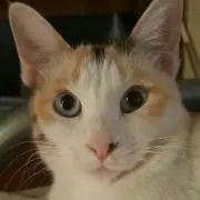 mimiの画像