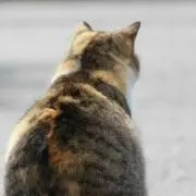tugumiの画像