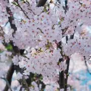 nonmi