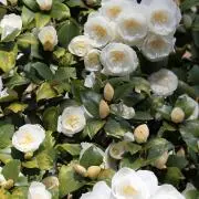 みー(プロフに注意点)の画像