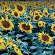 sunflowerの画像