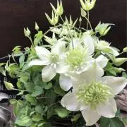 レイの画像