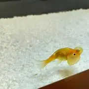 めめめ