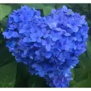 ぴぴの画像