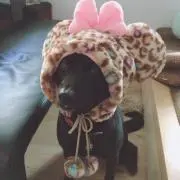 やのちゃん