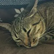 ココ
