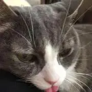 11catsの画像