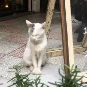 ちまの画像