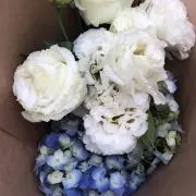 エレクトラの画像