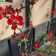 くろねこの画像