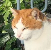 Poseidonの画像