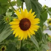 ひまわり。