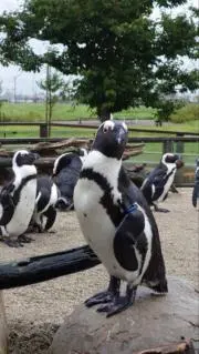 ちゃんこの画像