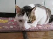 猫ばぁばの画像