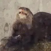 たぬきの画像