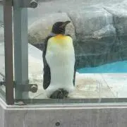 リョータの画像