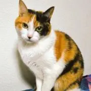 りここ☆*°プロフご確認お願い致します