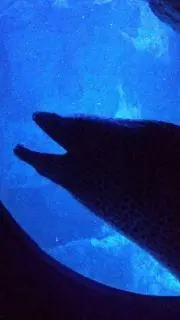ボウボウ