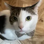 masの画像