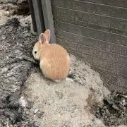 うさこ