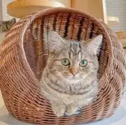 ゆうかの画像