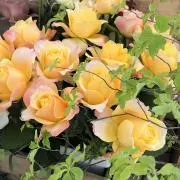 petites fleursの画像