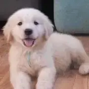 よっこ