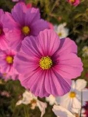 Flowerの画像