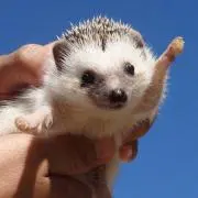 Sa-kiの画像