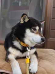 あかとんぼの画像
