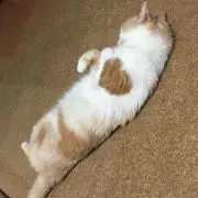 まよ