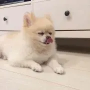 かむかむ