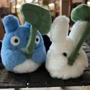 ふーの画像