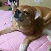 姫ちゃん