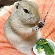 TOFFYの素材屋さん