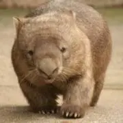 モツの画像