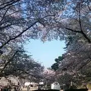 きゃさりん プロフィールお読みくださいの画像